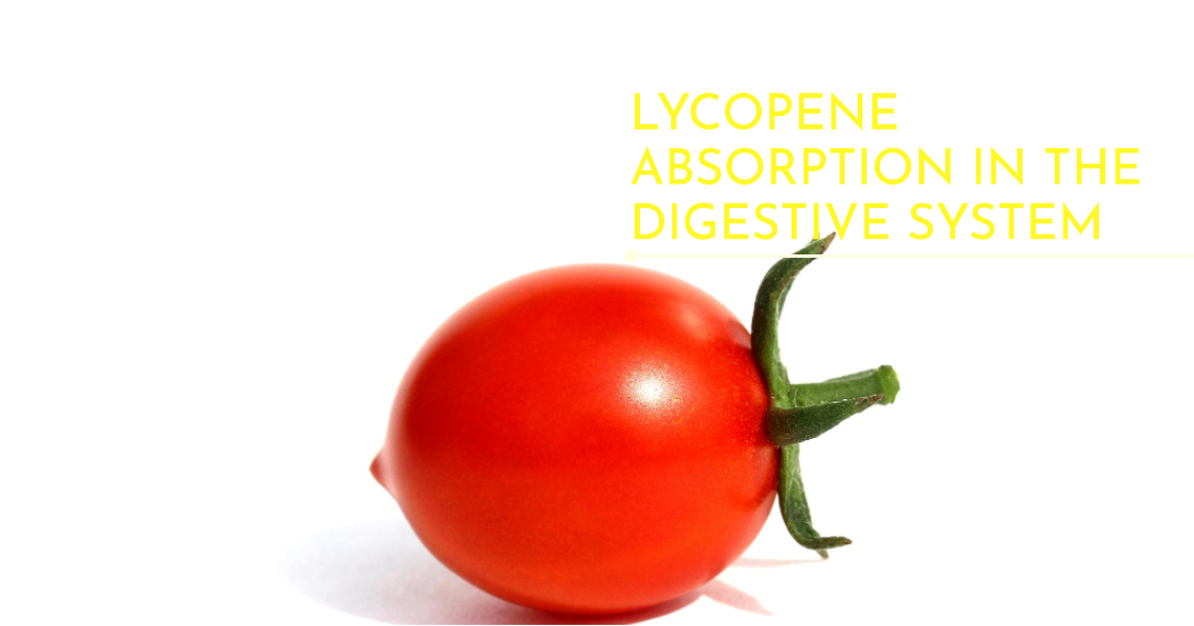 Lycopene Absorption .jpg
